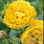 Пион Бартзелла