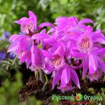 Плейлоне (орхидея) Тонгариро