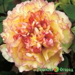 Пион Золотой Узор