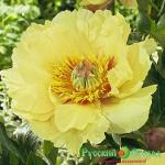 Пион Гарден Треже