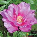 Пион Фёст Эррайвел