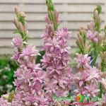 Полиантес Сапфир