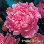 Пион Сара Бернар