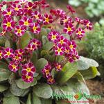 Примула Дак Розалин