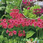 Примула Миллерс Кримсон