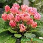 Примула Кэнди Парад