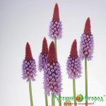 Примула Виаля