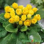 Примула Восточный Парад