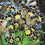 Примула Сильвер Лейс Блек