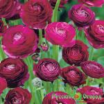 Ранункулюс Полайн Чоколейт