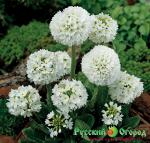 Примула Альба