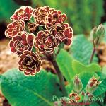 Примула Элизабет Килелей