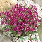 Родогипоксис Киви Джой