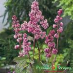 Роджерсия Дак Покерс