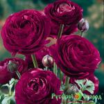 Ранункулюс Полайн Вайолит