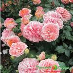 Роза Чипендейл