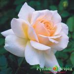 Роза Чандос Бьюти