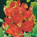 Роза Диаблотин