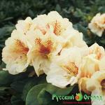 Рододендрон Голден Букет