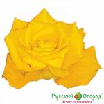 Роза Фресия