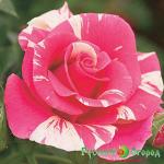 Роза Кэндиленд