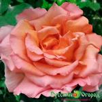 Роза Компешн