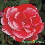 Роза Ханки Панки