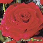 Роза Хасиенда