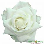 Роза Киндертаг