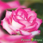 Роза Ирина Роднина