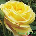 Роза Микель Анджело