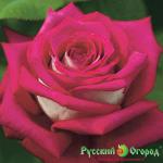 Роза Моника Белучи