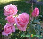 Роза Королева Элизабет