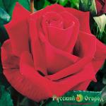 Роза Мистер Линкольн