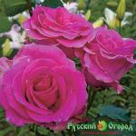 Роза Паваротти