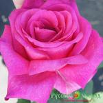 Роза Пароле