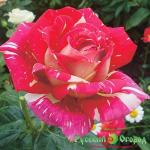 Роза Пестрая Фантазия