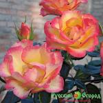 Роза Май Стори