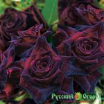 Роза Блэк Баккара