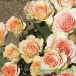 Роза Белла Изис