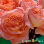 Роза Рене Госсини