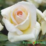 Роза Петр Чайковский