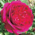 Роза Фальстаф