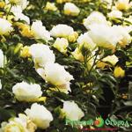 Роза Попкорн Дрифт