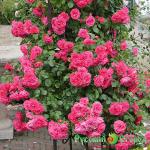 Роза Розариум Ютерсен