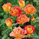 Роза Салтане