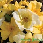 Роза Санни Нокаут