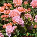 Роза Свит Фрагранс