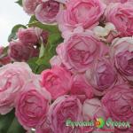 Роза Жасмина