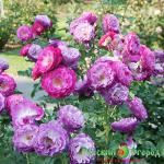 Роза Уайлд Блу Йондер